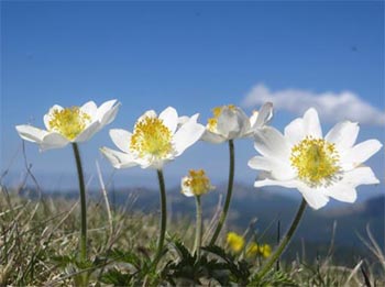 Da Monteorsaro al M. Cusna immagini\calendario\2017_Cusna_Monteorsaro.jpg